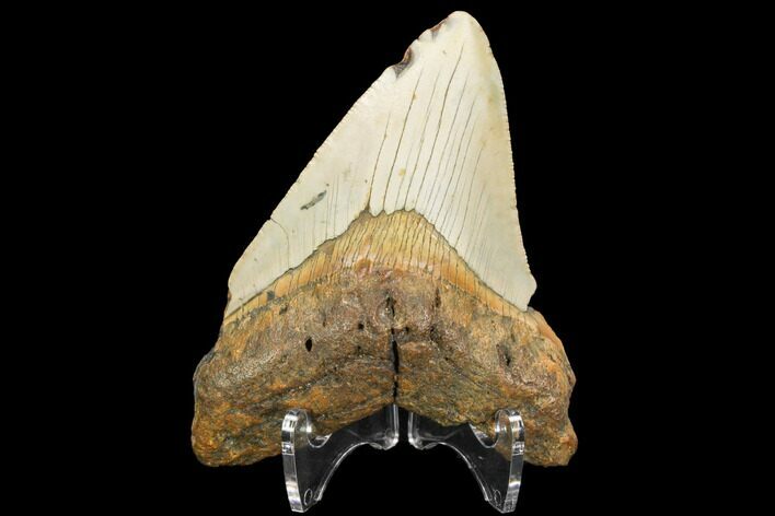 Bargain, Fossil Megalodon Tooth - North Carolina #124637